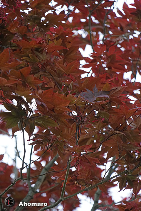 写真00