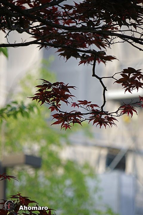 写真00