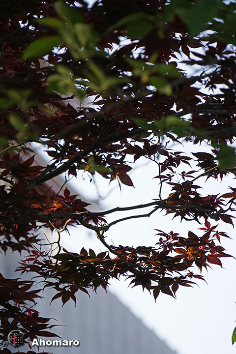 写真00