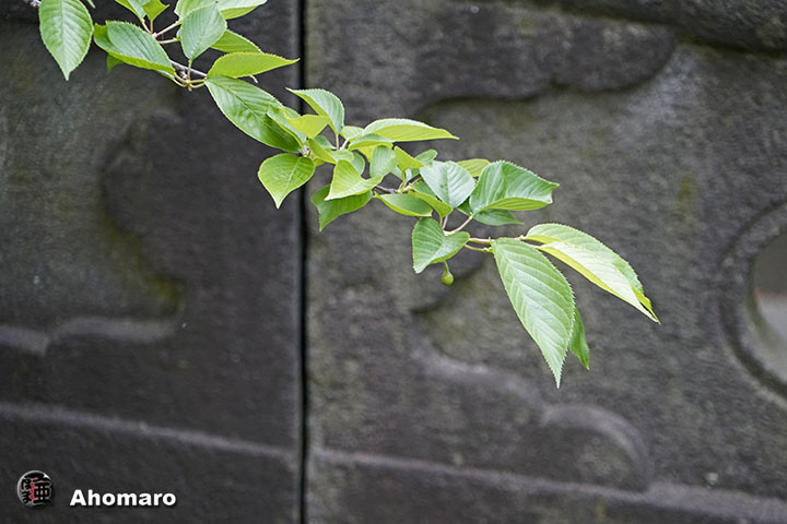 写真00