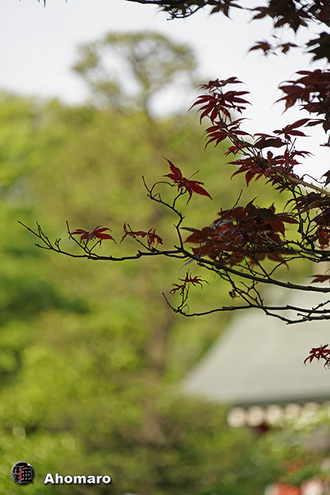 写真00