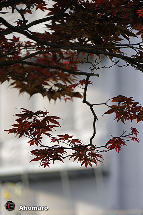 写真00