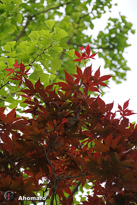 写真00