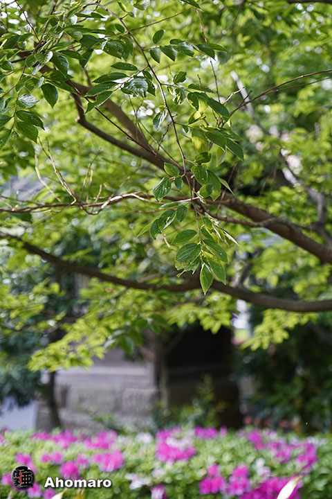 写真00