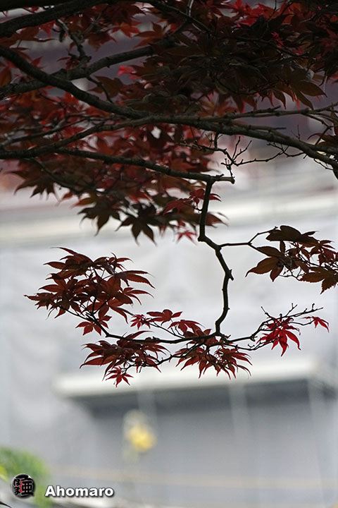 写真00