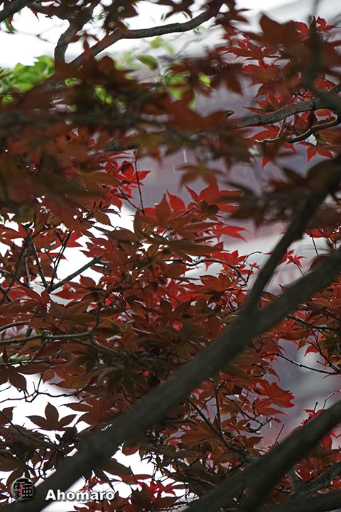 写真00