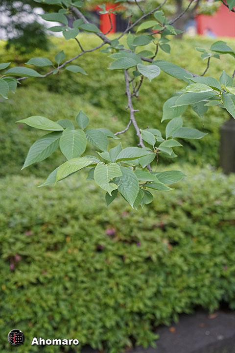 写真00