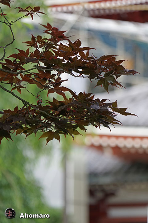 写真00
