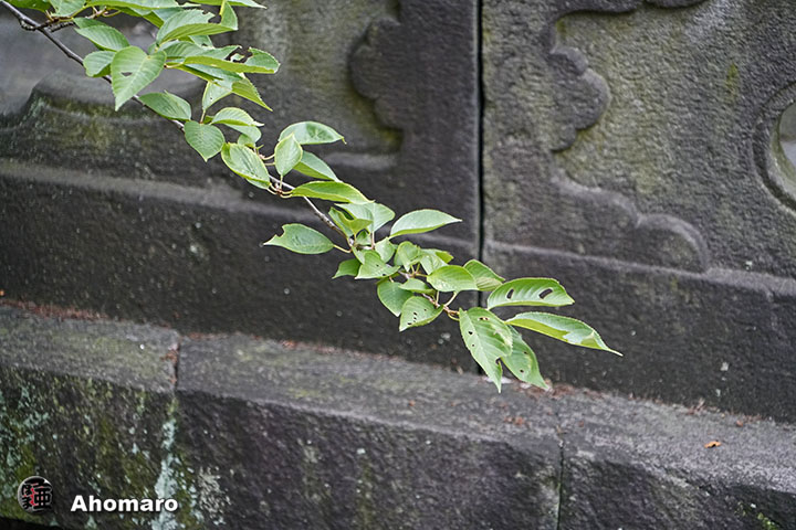 写真00