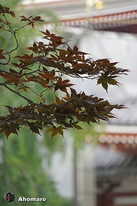 写真00