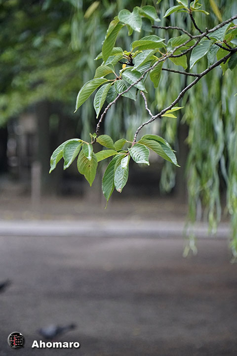 写真00