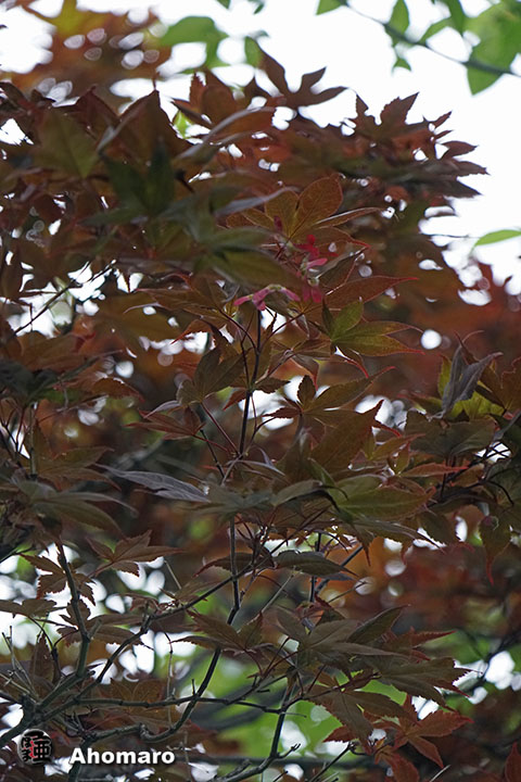 写真00