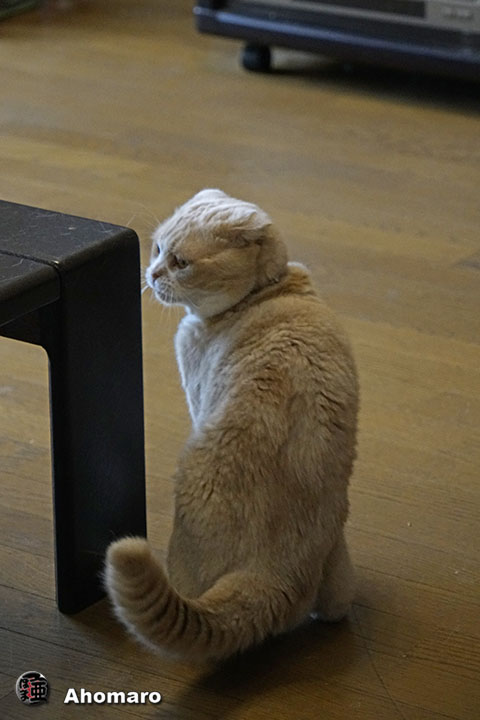 ʐ^00