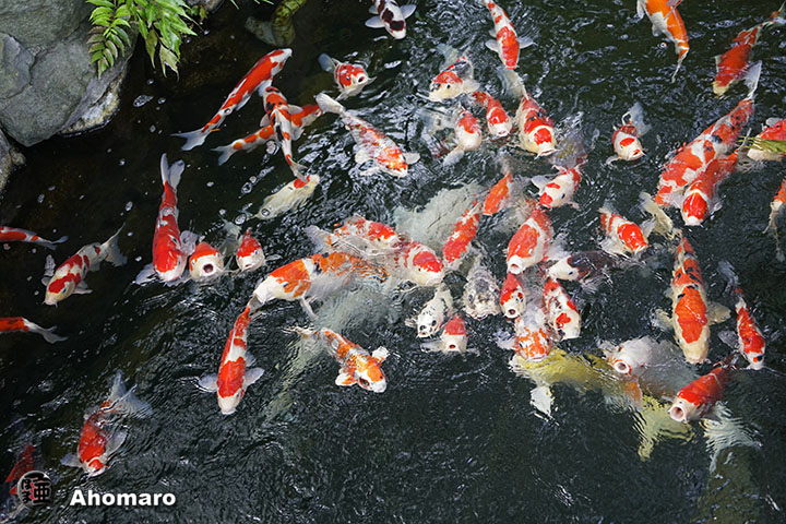 写真00