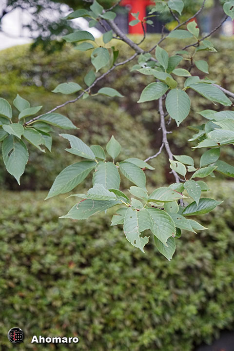 写真00