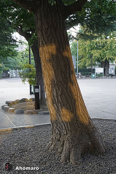 写真00