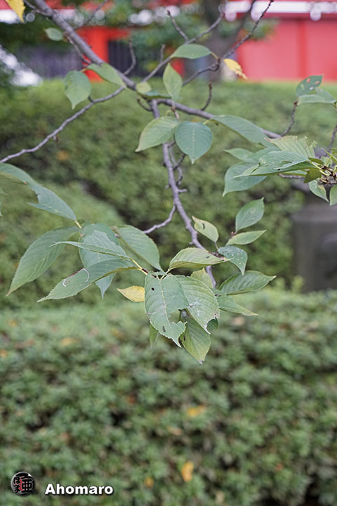 写真00