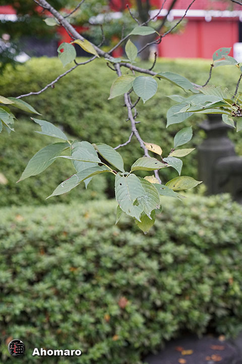写真00