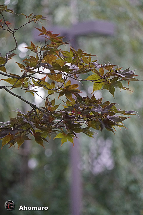 写真00