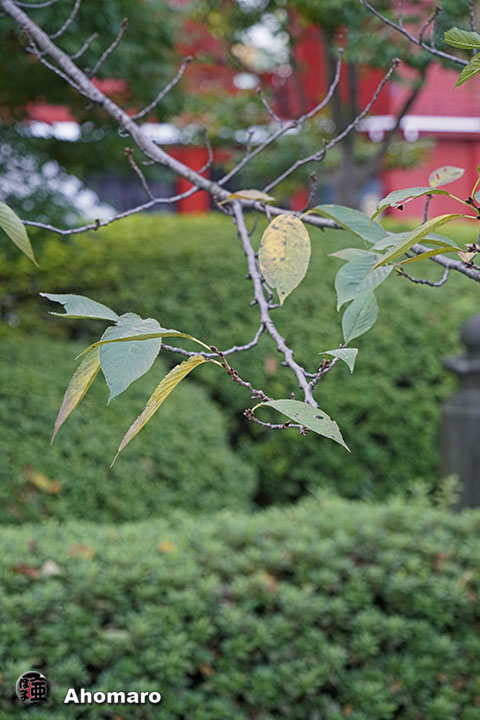 写真00