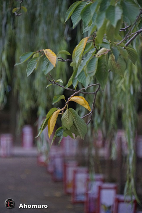 写真00