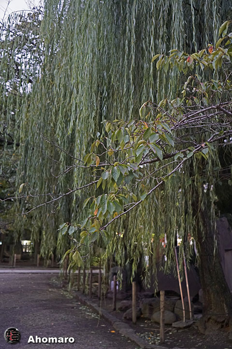 写真00