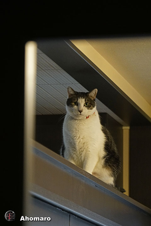 ʐ^00
