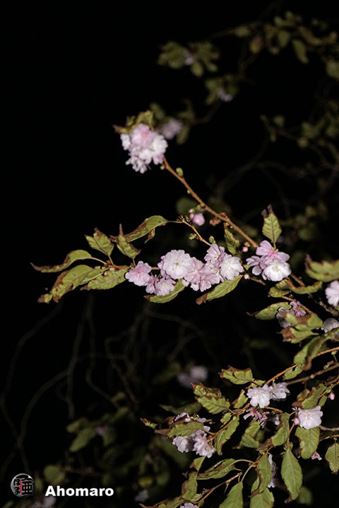 写真00