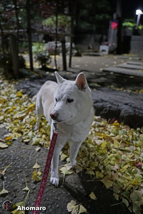 写真00