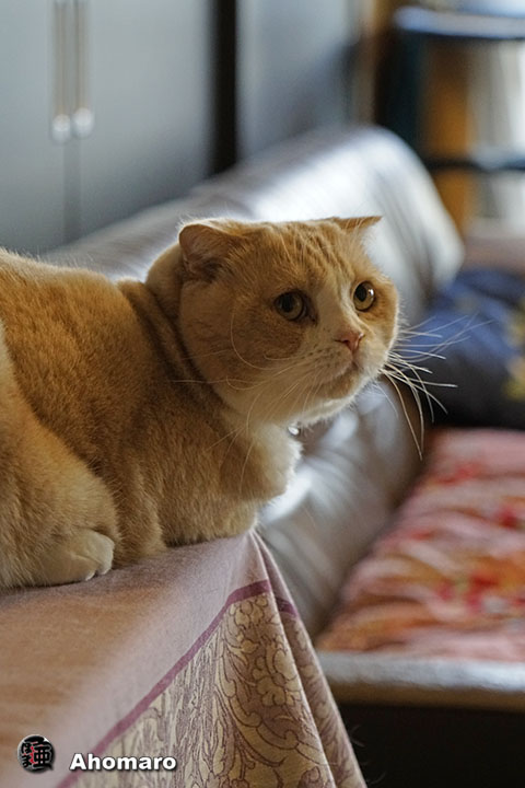 ʐ^00