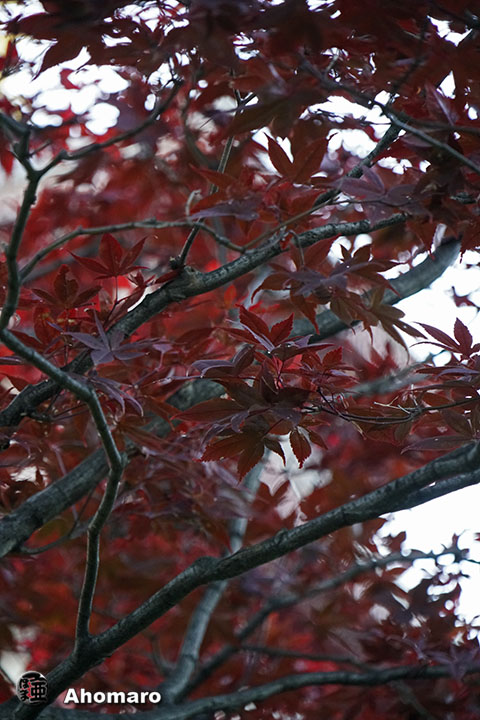 写真00