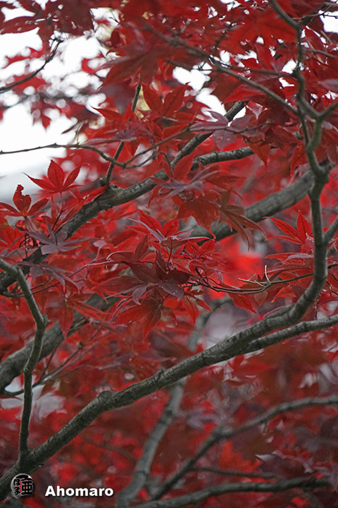 写真00