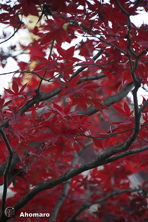 写真00