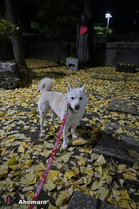 写真00