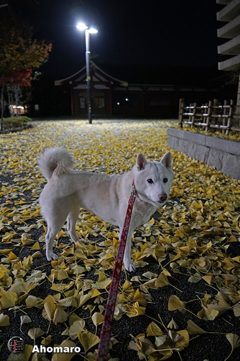 写真00