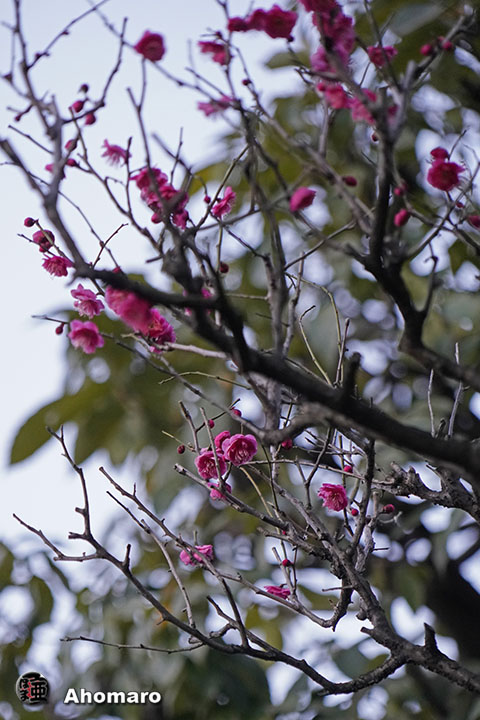 写真00