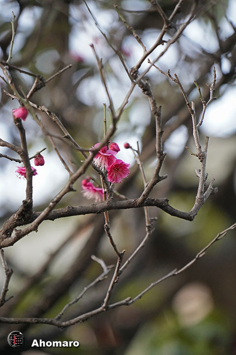 写真00