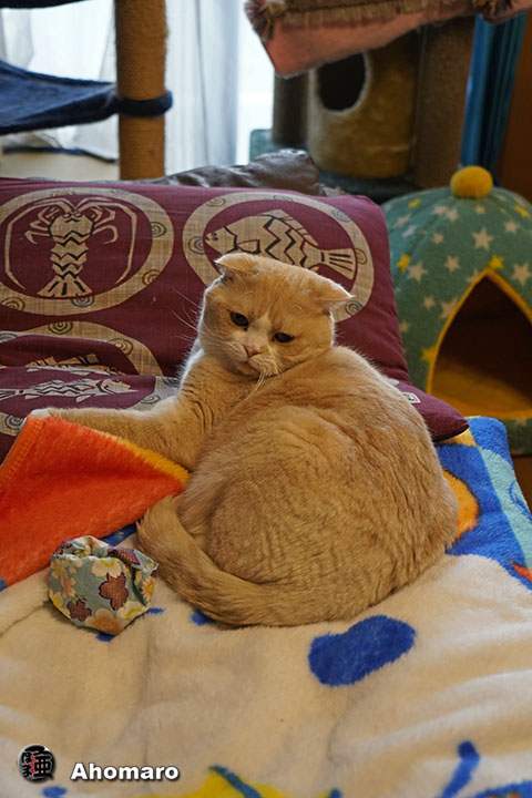ʐ^00