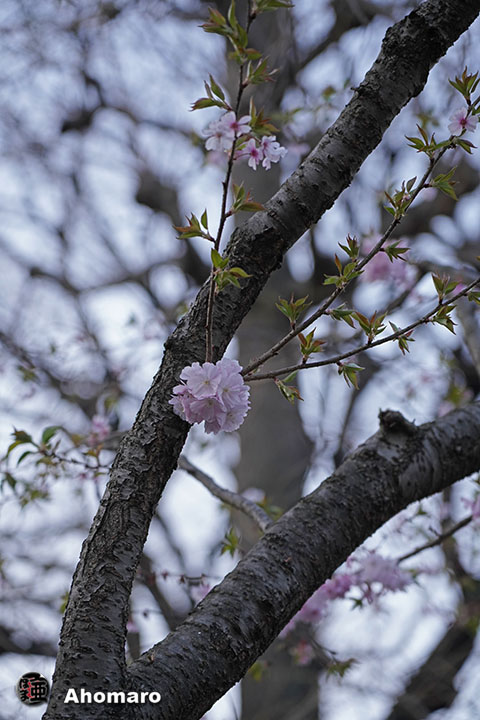 写真00