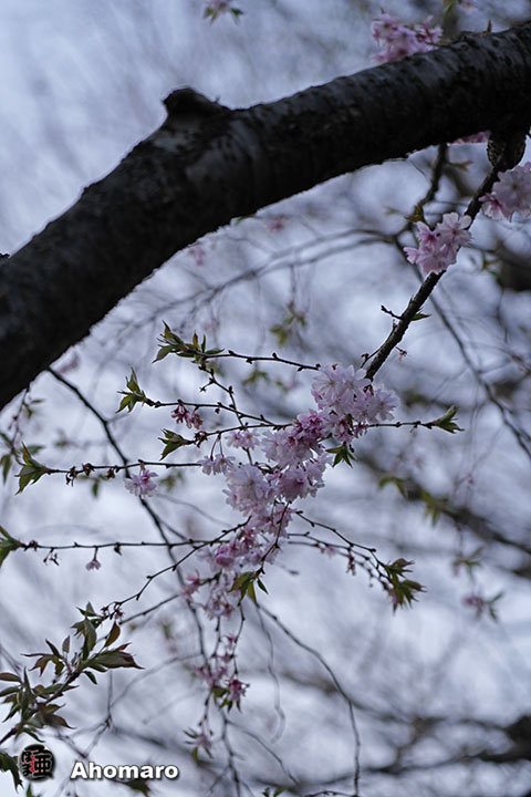 写真00