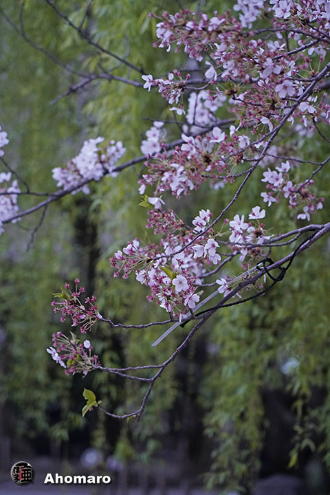 写真00