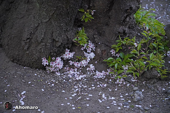 写真00