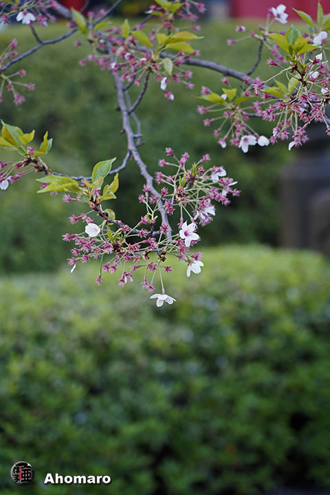 写真00