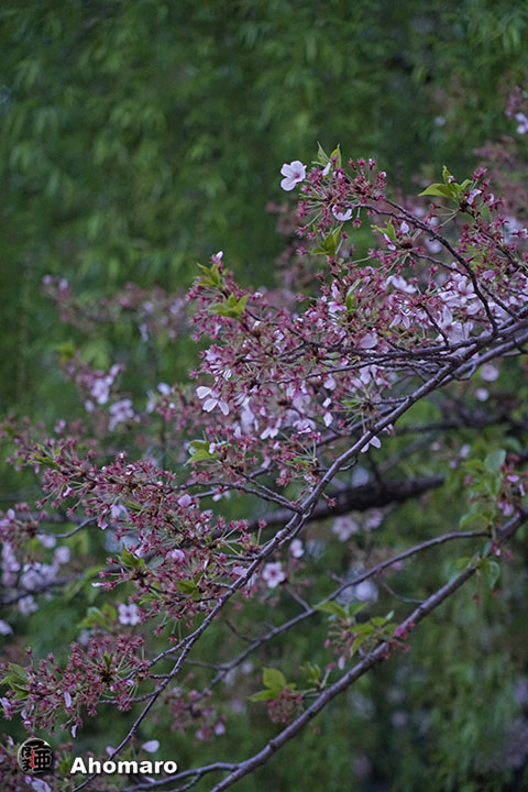 写真00