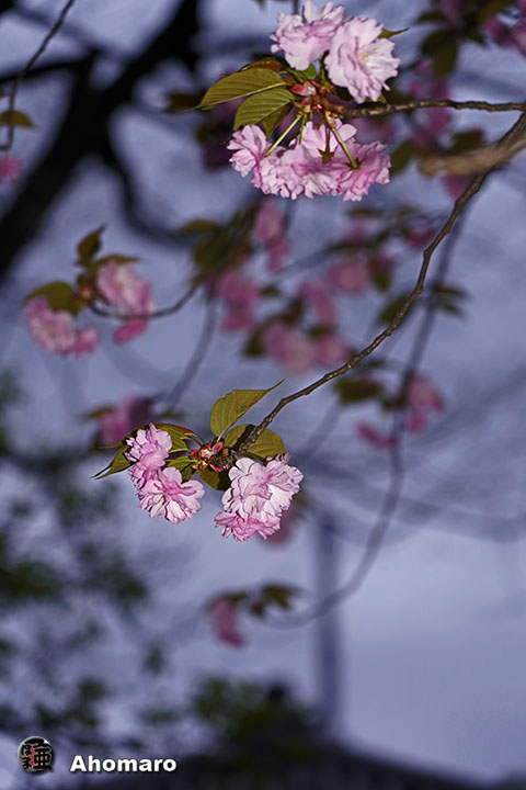 写真00