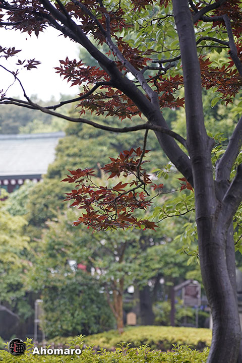 写真00