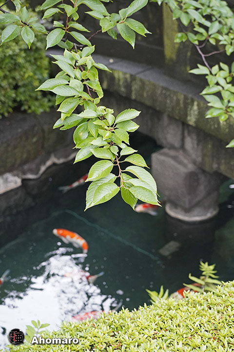 写真00