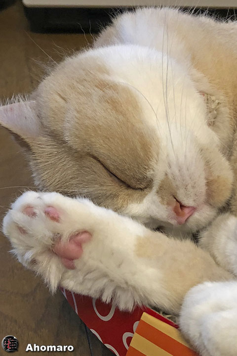 ʐ^00