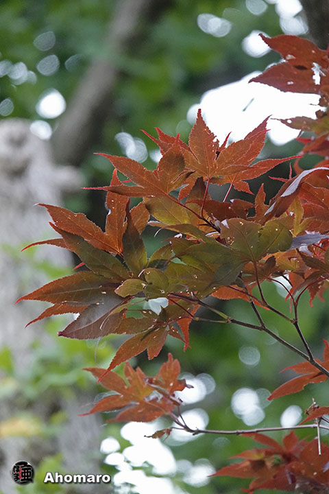 写真00