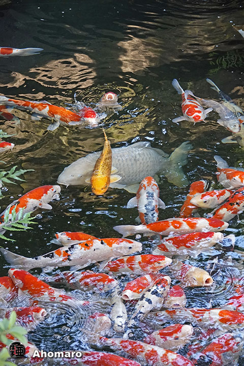写真00